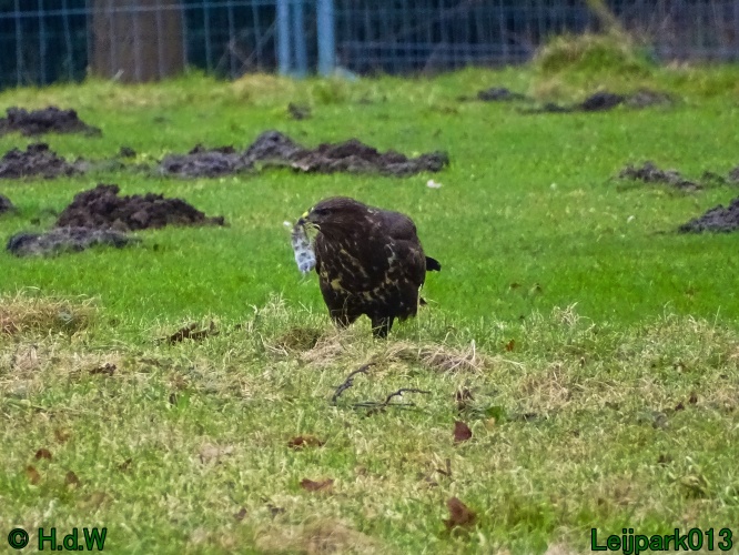 Buizerd