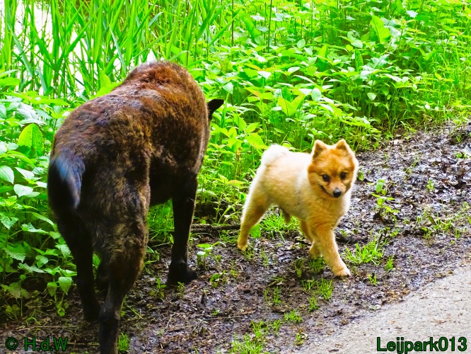 Beestenboel 12 mei 2024