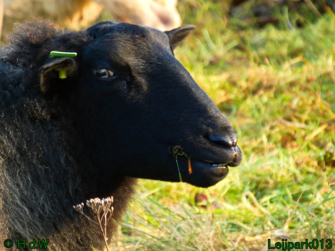 Schaapjes in het Leijpark