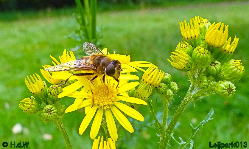 29 &amp; 30 &amp; 31 juli &amp; 1 augustus 2024