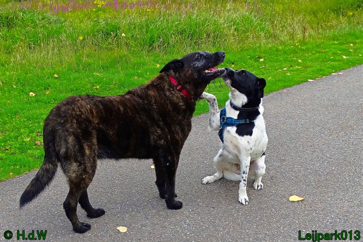 Beestenboel 26 juli 2024