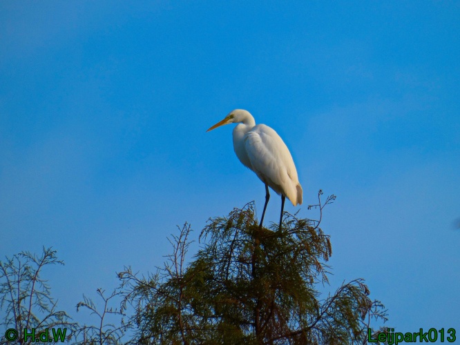 Zilverreiger in top in de boom