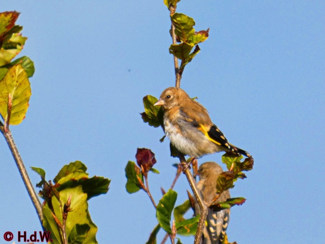 Landal Orveltermarke