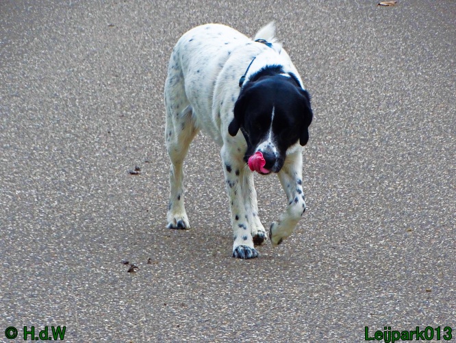 Beestenboel 26 juli 2024