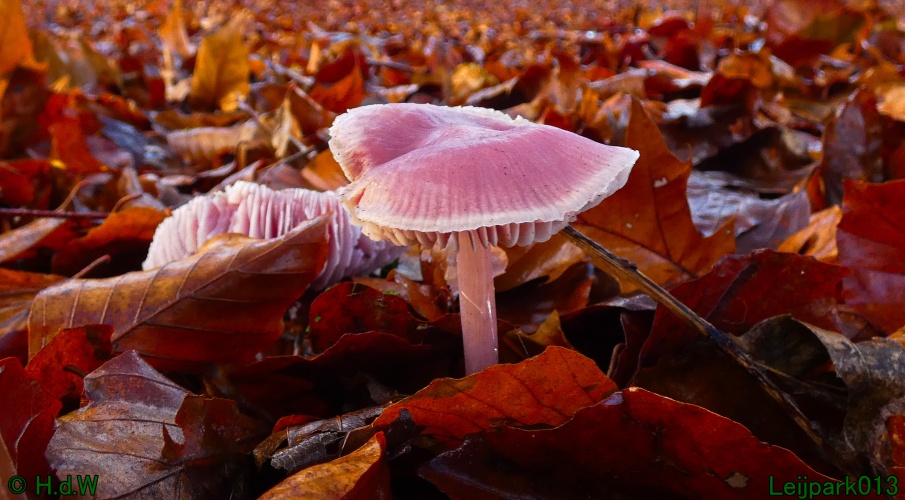 1 &amp; 2 &amp; 3 &amp; 4 januari 2025