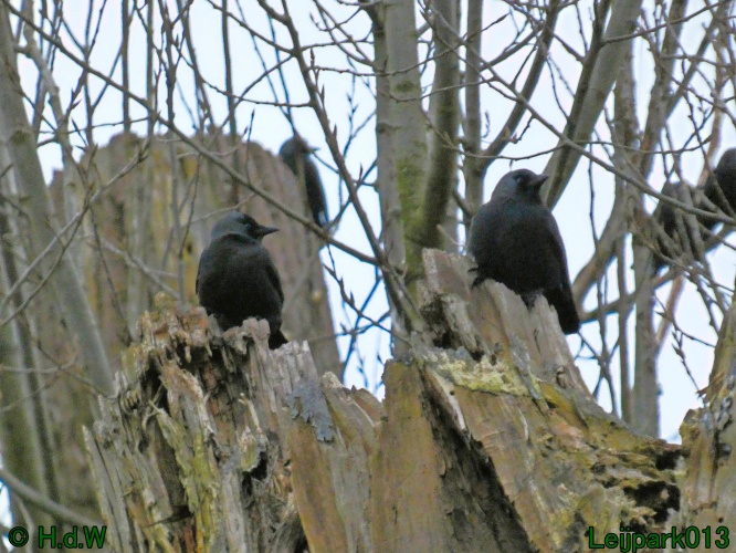 9 &amp; 10 &amp; 11 &amp; 12 januari 2025