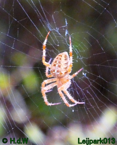 21 &amp; 22 &amp; 23 &amp; 24 oktober 2024