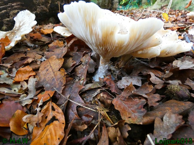 10 &amp; 11 &amp; 12 &amp; 13 november 2024