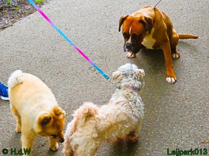 Beestenboel 12 mei 2024