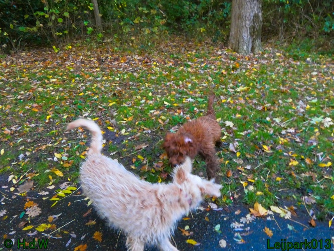 Beestenboel oktober 2025