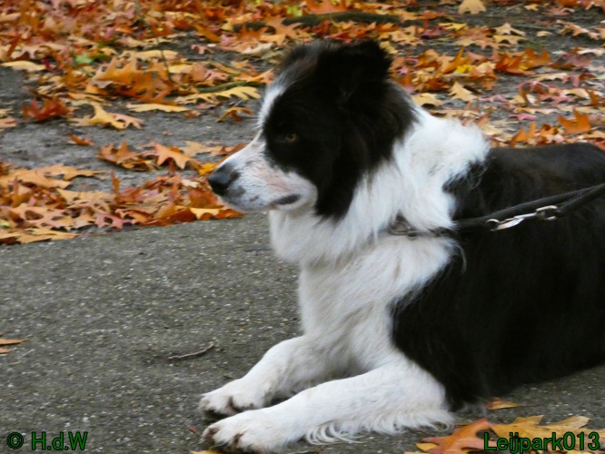 Beestenboel oktober 2025