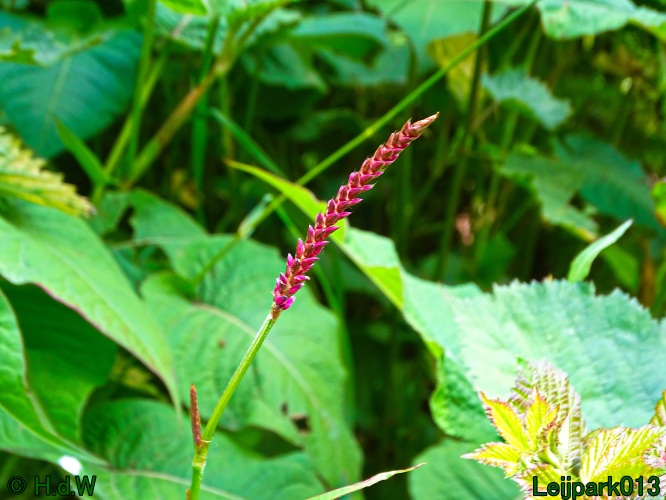 9 &amp; 10 &amp; 11 &amp; 12 juli 2024