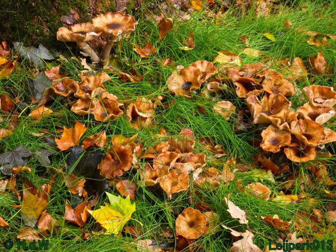 28 &amp; 29 &amp; 30 &amp; 31 oktober 2025