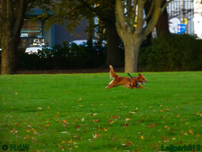 Beestenboel oktober 2025