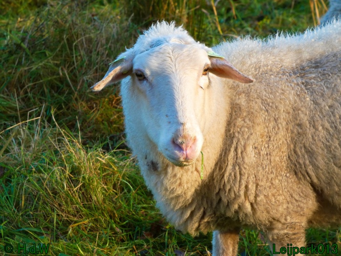 Schaapjes in het Leijpark