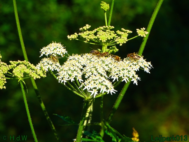 29 &amp; 30 &amp; 31 juli &amp; 1 augustus 2024