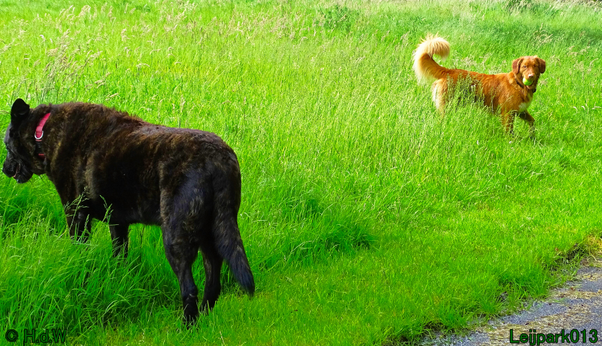 Beestenboel 7 juni 2024