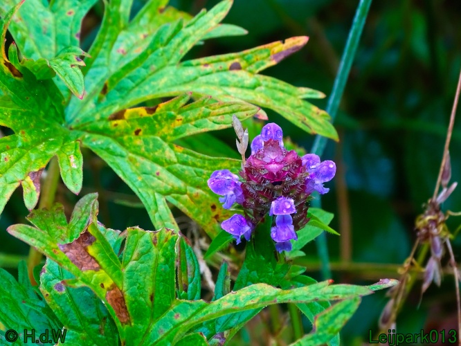 29 &amp; 30 &amp; 31 juli &amp; 1 augustus 2024