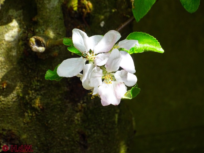 onze tuin 30 april 2024