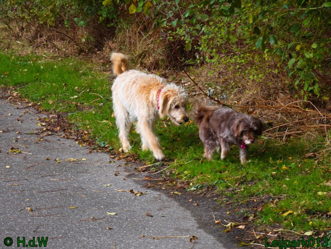 Beestenboel oktober 2025