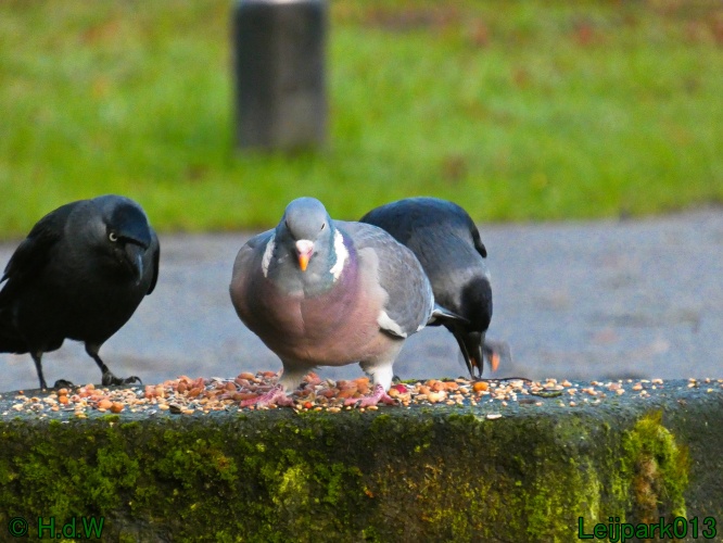 9 &amp; 10 &amp; 11 &amp; 12 januari 2025