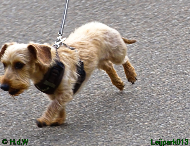 Beestenboel 7 juni 2024