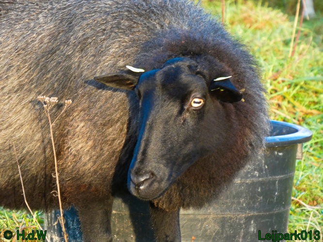 Schaapjes in het Leijpark