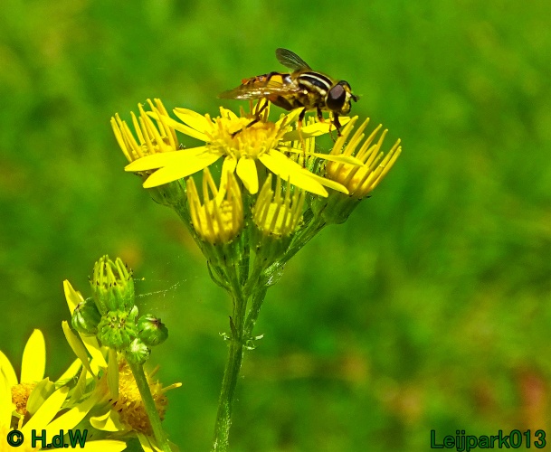 29 &amp; 30 &amp; 31 juli &amp; 1 augustus 2024