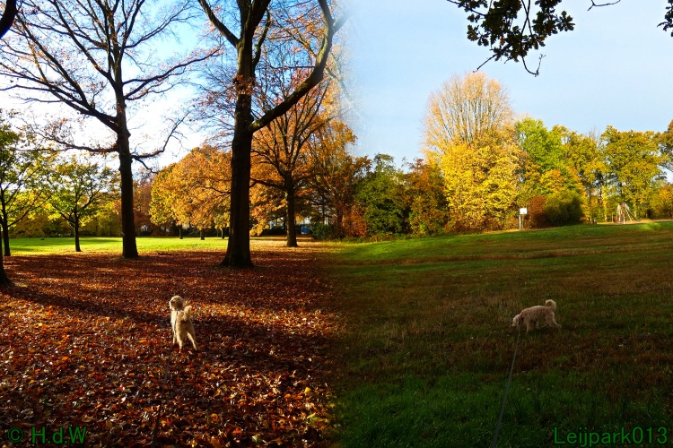 Wandelen met Lelie in het Leijpark