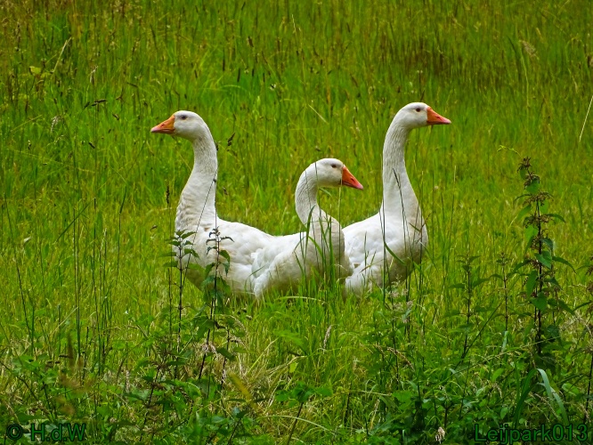 27 &amp; 28 &amp; 29 &amp; 30 juni 2024