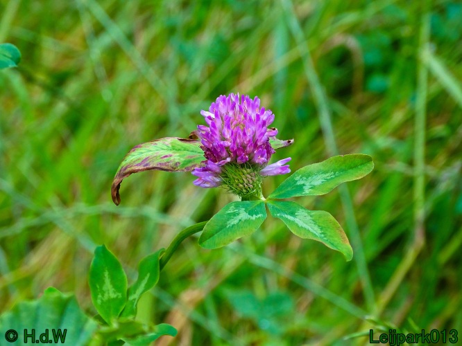 27 &amp; 28 &amp; 29 &amp; 30 juni 2024