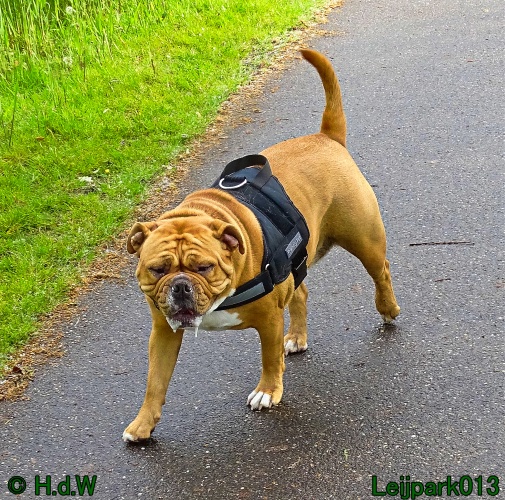 Beestenboel 12 mei 2024