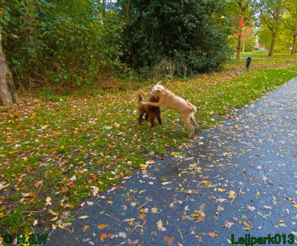 Beestenboel oktober 2025