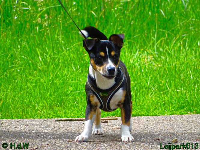 Beestenboel 7 juni 2024