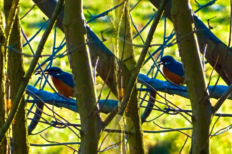 ijsvogel