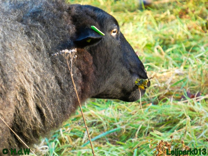 Schaapjes in het Leijpark