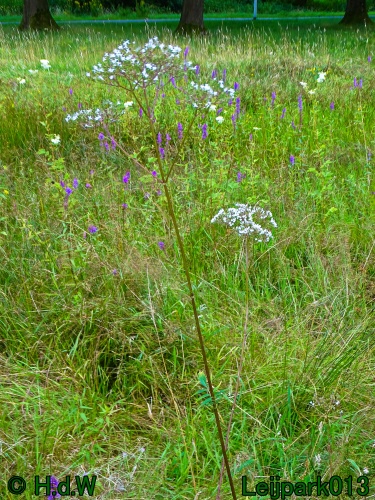 29 &amp; 30 &amp; 31 juli &amp; 1 augustus 2024