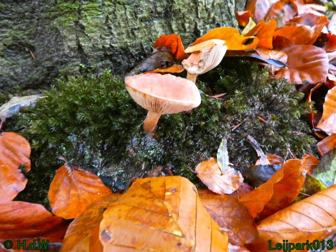 2 &amp; 3 &amp; 4 &amp; 5 November 2024