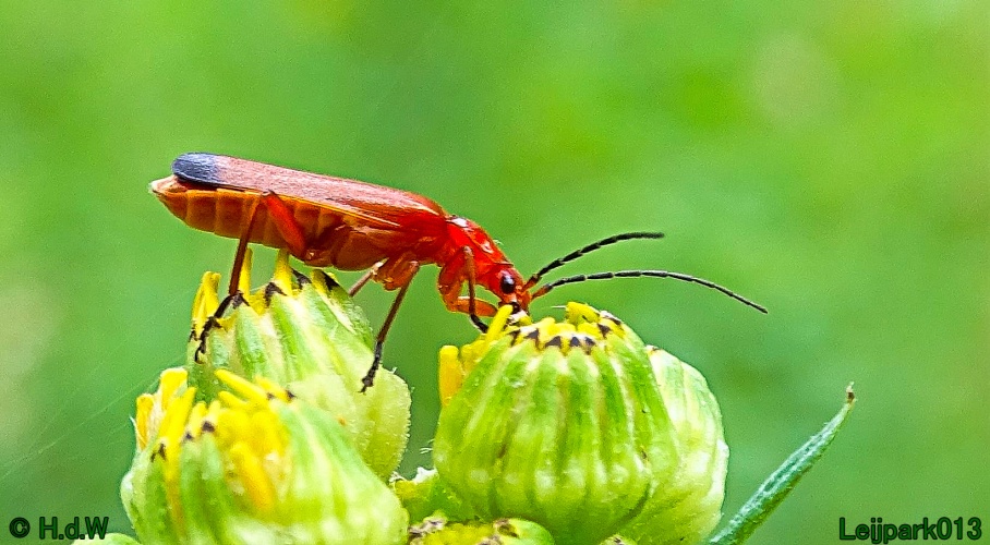 9 &amp; 10 &amp; 11 &amp; 12 juli 2024