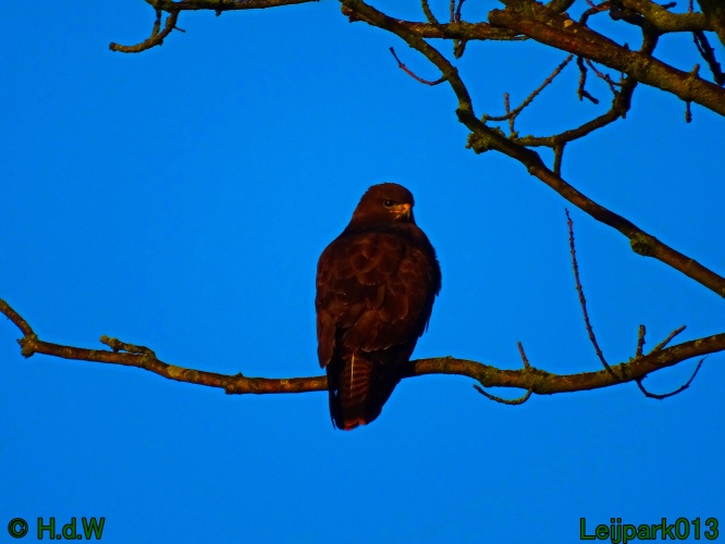 Buizerd