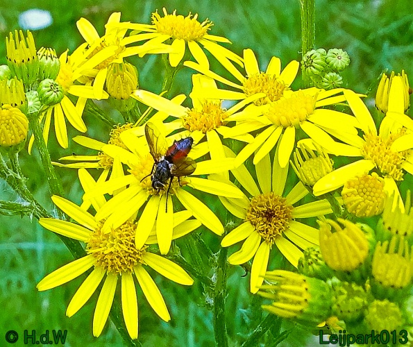 29 &amp; 30 &amp; 31 juli &amp; 1 augustus 2024