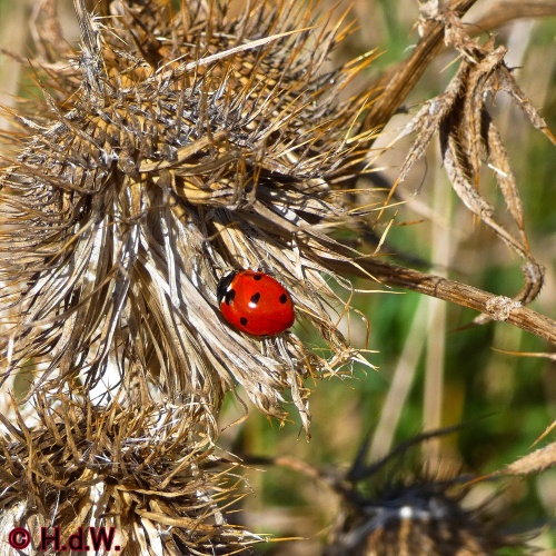 Landal Orveltermarke