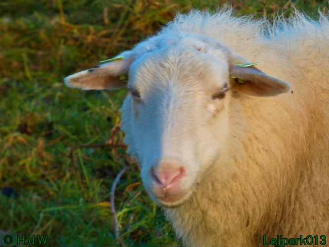 Schaapjes in het Leijpark