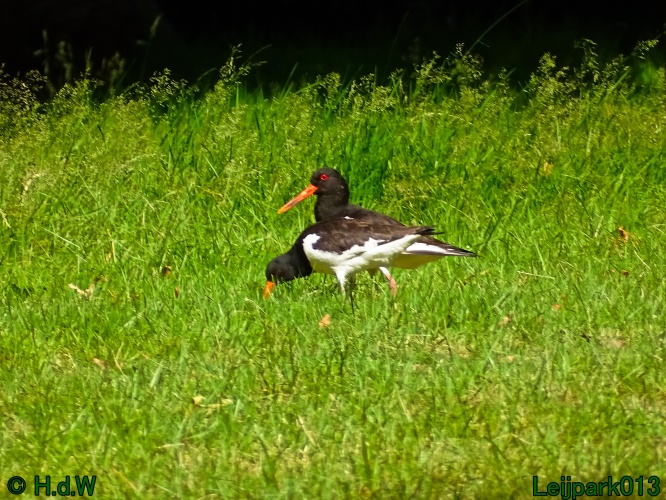 5 &amp; 6 &amp; 7 &amp; 8 juli 2024