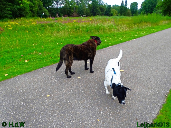 Beestenboel 26 juli 2024