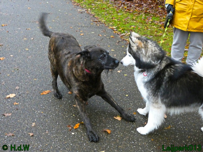 Beestenboel december 2024