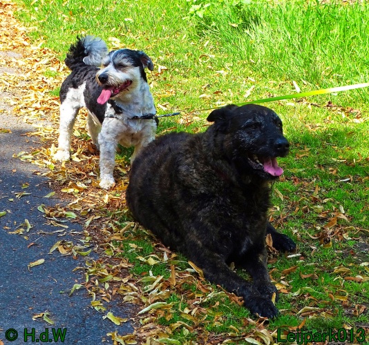 Beestenboel 26 juli 2024