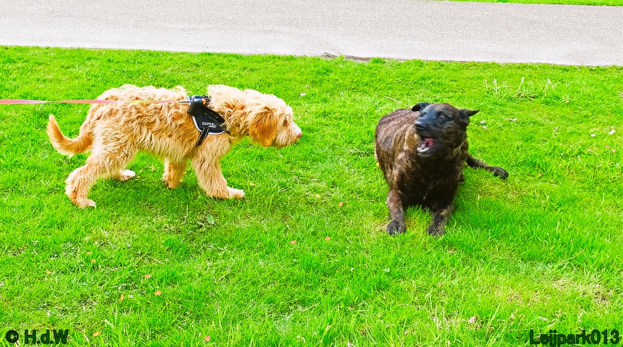 Beestenboel 12 mei 2024