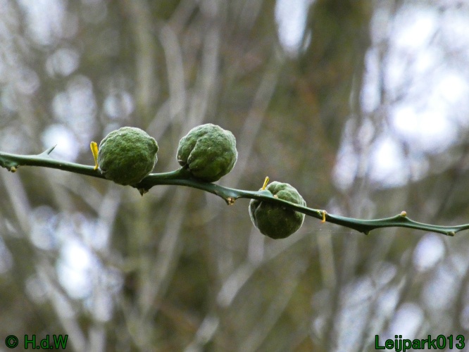 16 &amp; 17 &amp; 18 &amp; 19 december 2024