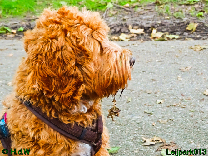 Beestenboel 7 juni 2024